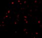 ATAD3A Antibody